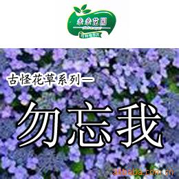 勿忘我