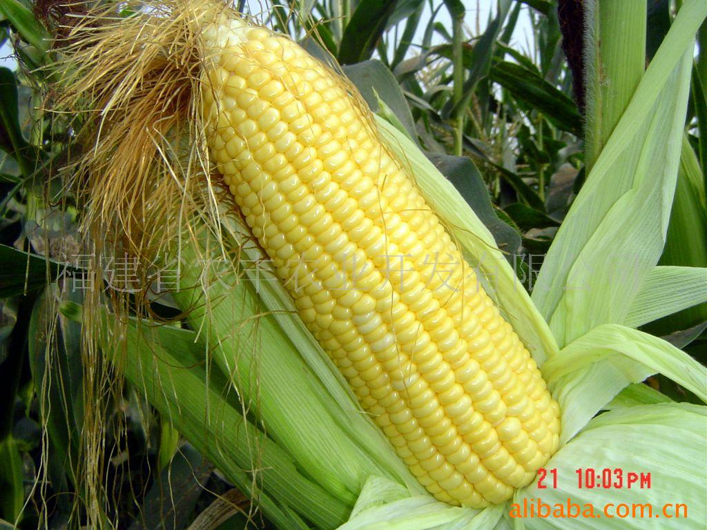 ̨ˮӣƷף