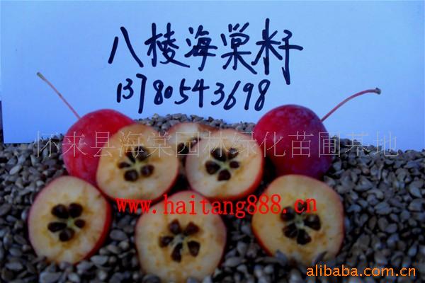 八棱海棠子、八棱海棠种子(图)