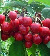 ӣľؾ3-20ֱ(ͼ)