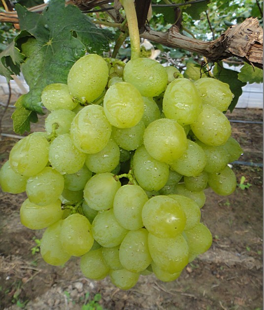 Ȱ