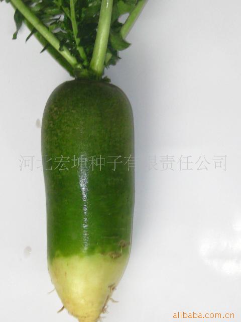 ܲӴF126-32cm8-12