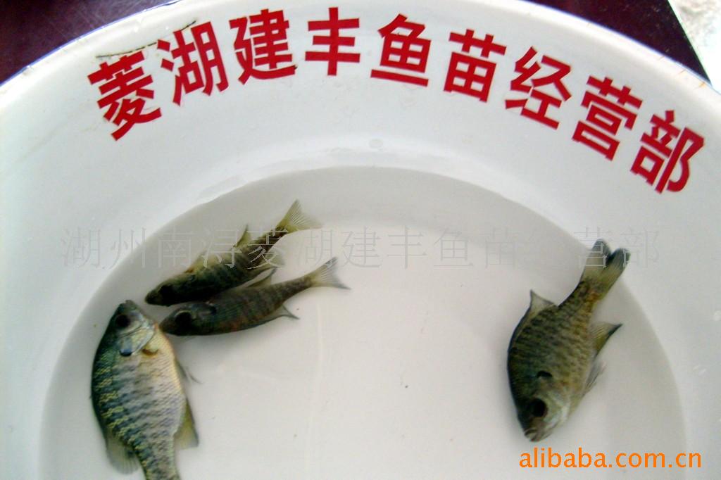 ̫