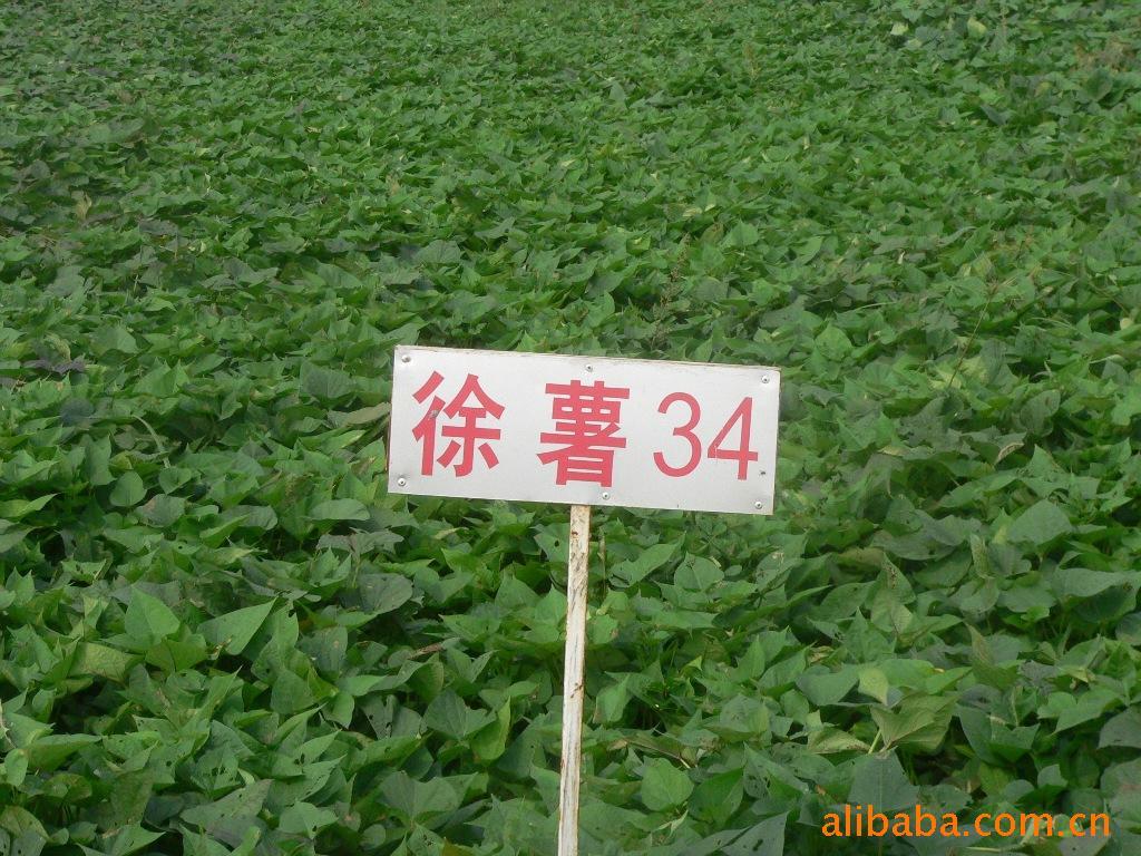 34