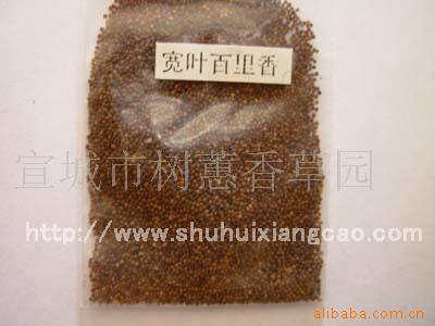 阔叶百里香种子