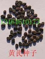 β