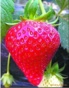 ִֺĲݮļݮ4