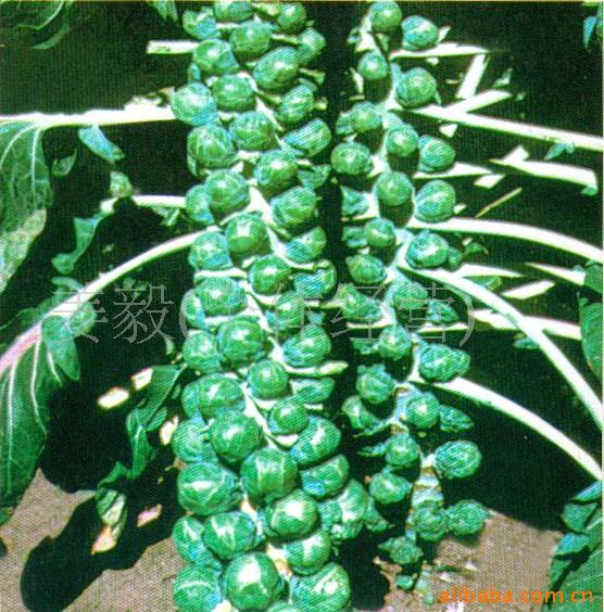 ڱӸӱӸµ2500