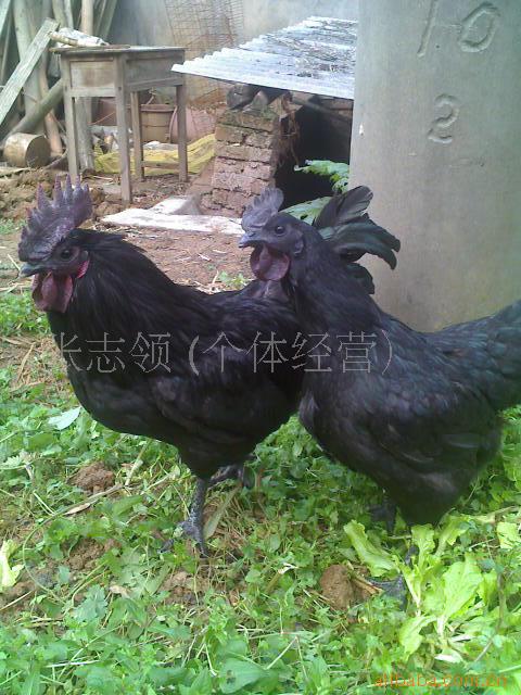 ڼ