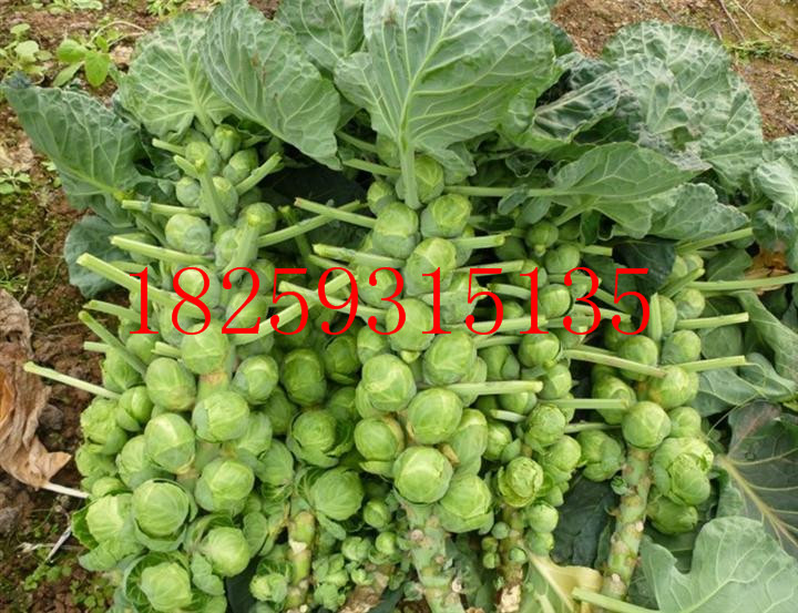 Ӹֲ