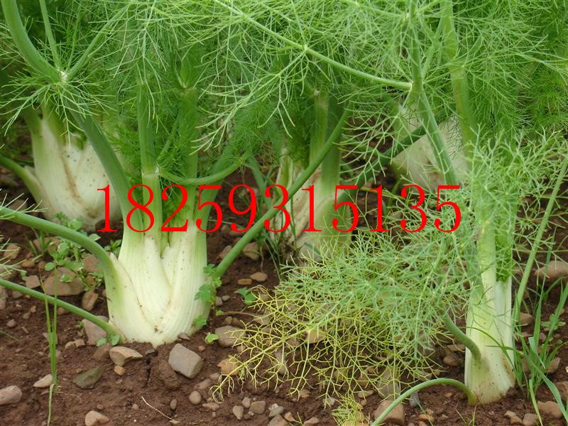 ֲ