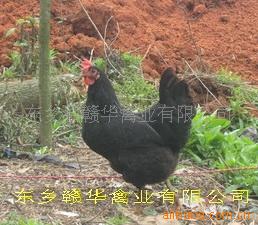ֱ߲̿ǵ磬500