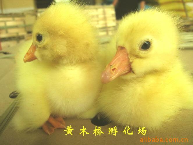 ն磨
