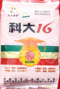 ӣƴ16