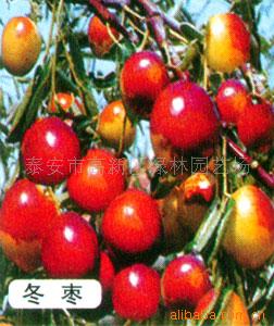 冬枣苗、雪枣、大白铃