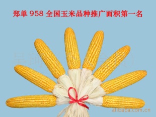 Ʒ@֣958