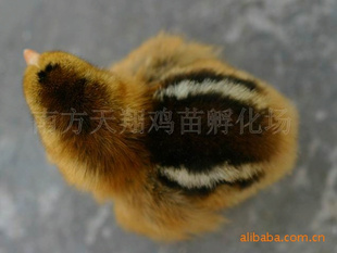С鼦