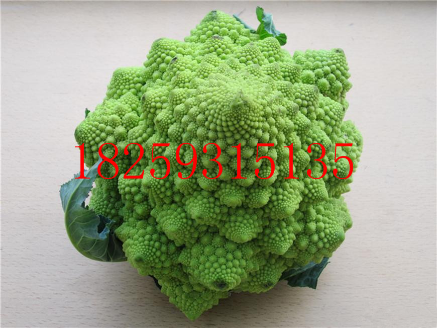ֲ