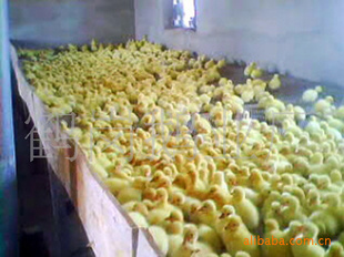 Ĵ磬Ʒֺãϣ13563995631