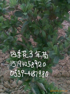 ֽ