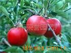 ƻ硢硢