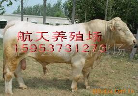 ţţ