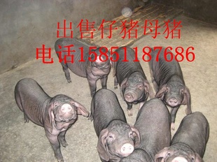 ̫ĸѷ3ͷ