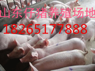 ɽɽԪ۸18265177888