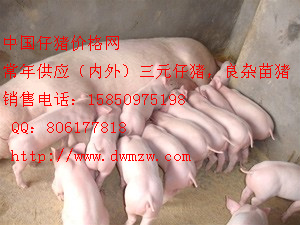 ԪС