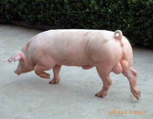 ĸ۸ݻӭ