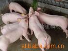 㶫̫ĸ۸飬Сĸ±