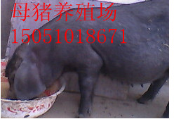 ̫ĸֳĸ15051018671