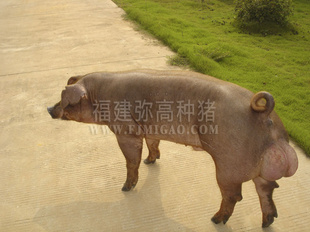 󳡶һȹʢն˸