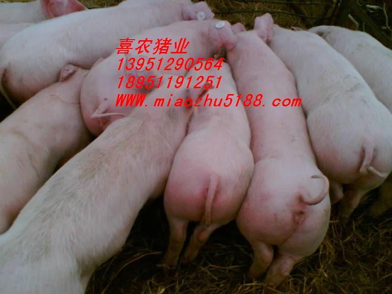 ѯ2012½ǨԪĸ۸