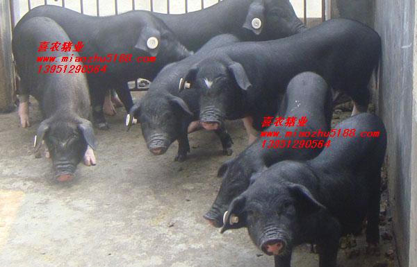 ֳ