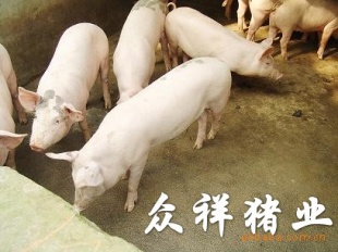 Ԫ糤