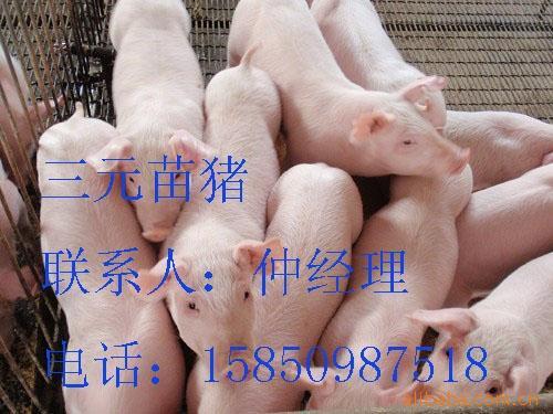鱨ɽ۸Ԥⰲ۸