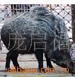 野猪猪毛猪鬃