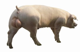 ɽʡԪƶ̫ĸ۸