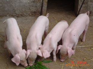 ΪҵԪ2011θ·
