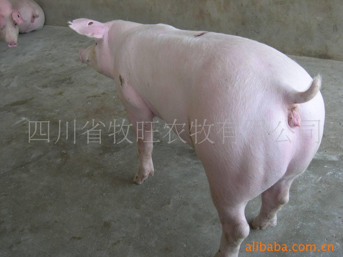 ϵ