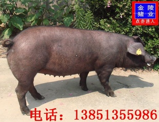 ̫۸̫̫ĸг̫ĸֳ