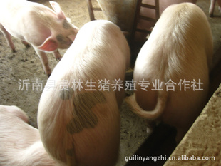 Ϲֳ糣
