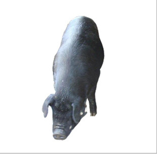 ֳĸ۸ʵ