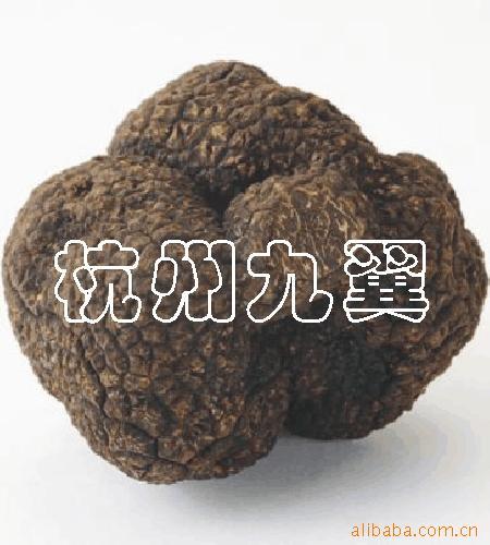 ٶ