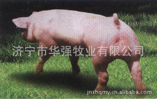 ǿҵ۾