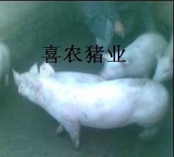 ѡ뵽ϲũ