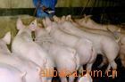 pig