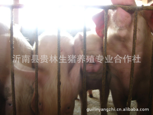 批发销售大量生猪现货