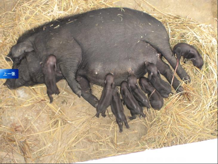 香猪场,5道筛选,3道防疫,供应纯正香猪种猪